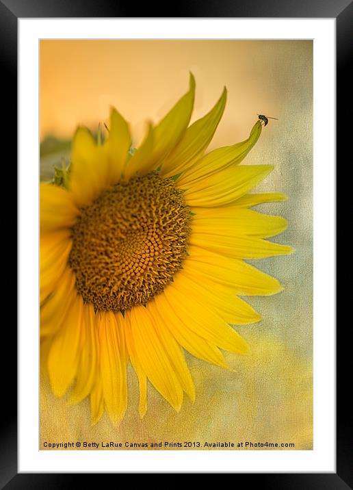 Star of the Show Framed Mounted Print by Betty LaRue