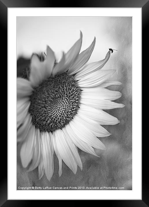 Sunflower in Black and White Framed Mounted Print by Betty LaRue
