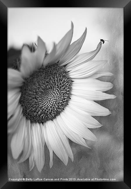 Sunflower in Black and White Framed Print by Betty LaRue