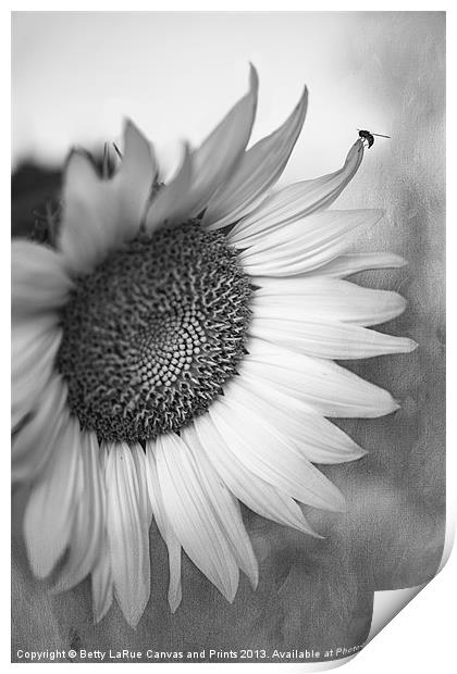 Sunflower in Black and White Print by Betty LaRue
