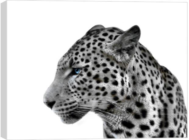 Magnificent Leopard Canvas Print by Richard Peche