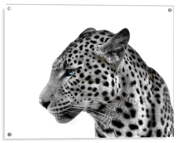 Magnificent Leopard Acrylic by Richard Peche