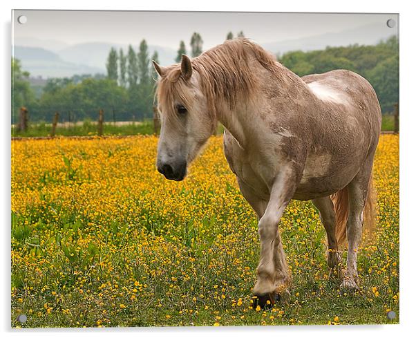 Buttercup Pony Acrylic by Stuart Jack