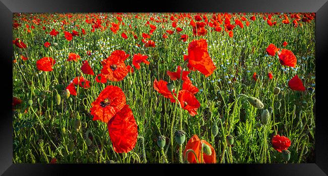 Panoramic Poppies Framed Print by Stephen Mole