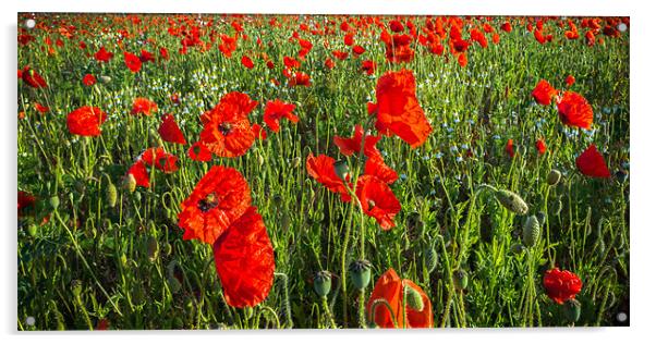 Panoramic Poppies Acrylic by Stephen Mole