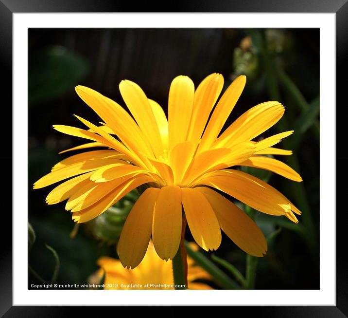 Yellow mellow Framed Mounted Print by michelle whitebrook