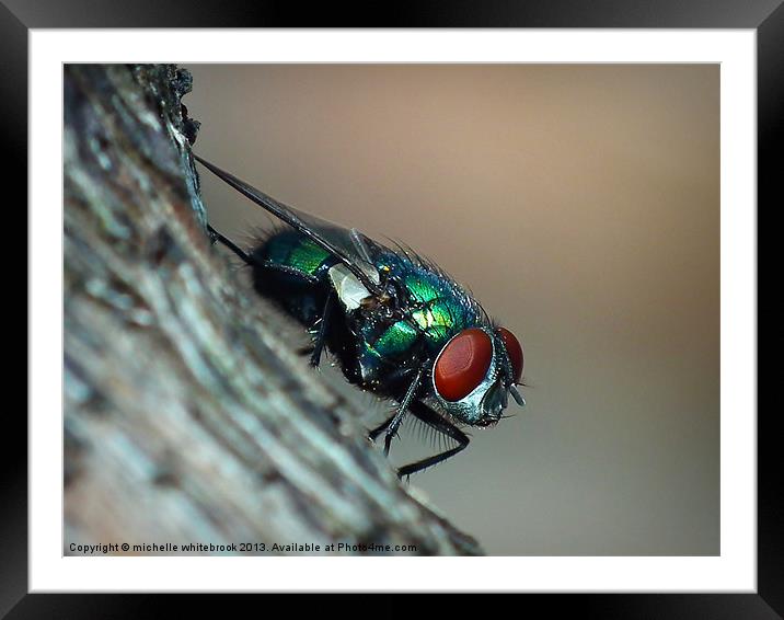 Common Fly Framed Mounted Print by michelle whitebrook