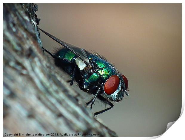 Common Fly Print by michelle whitebrook