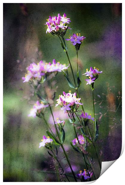 Woodland Flora Print by Dawn Cox