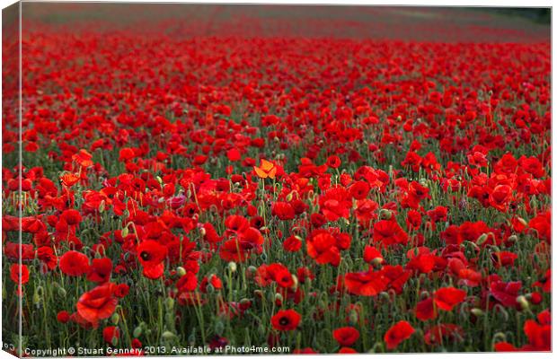 Field of Poppies Canvas Print by Stuart Gennery