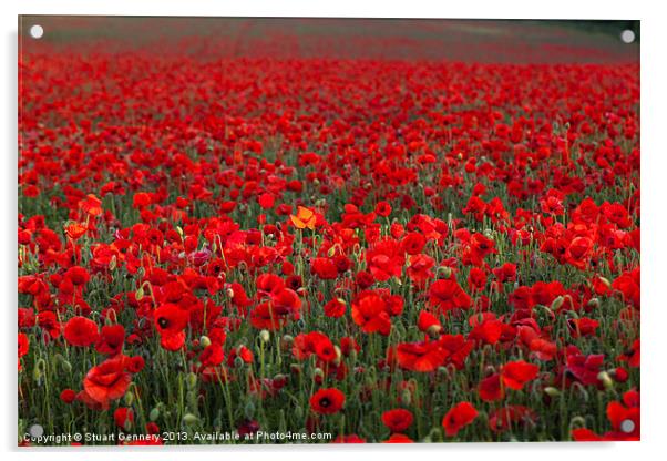 Field of Poppies Acrylic by Stuart Gennery