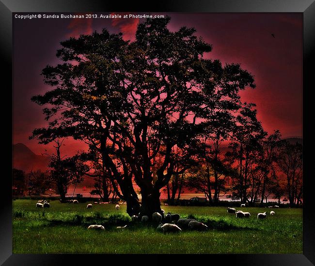 A Tree At Sunset Framed Print by Sandra Buchanan