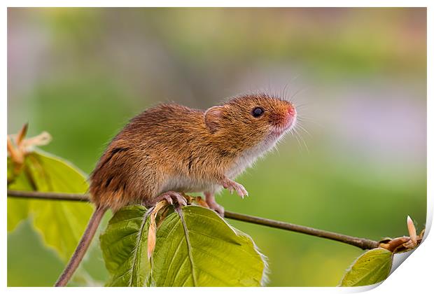 Harvest Mouse Print by Val Saxby LRPS