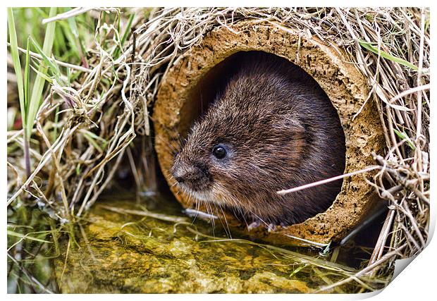 Water Vole Print by Val Saxby LRPS