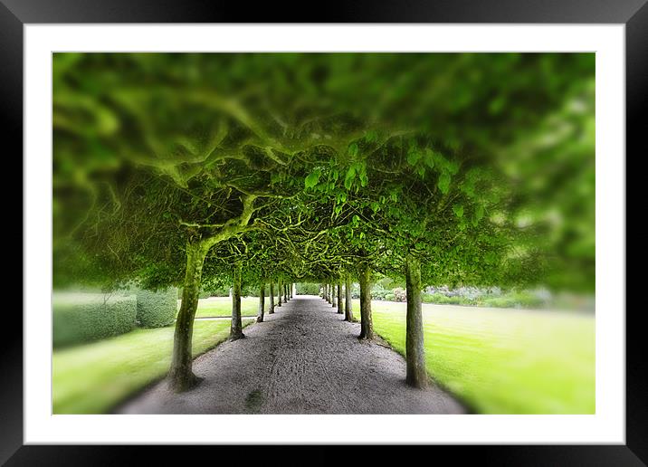 Tree Gazebo Framed Mounted Print by Fraser Hetherington