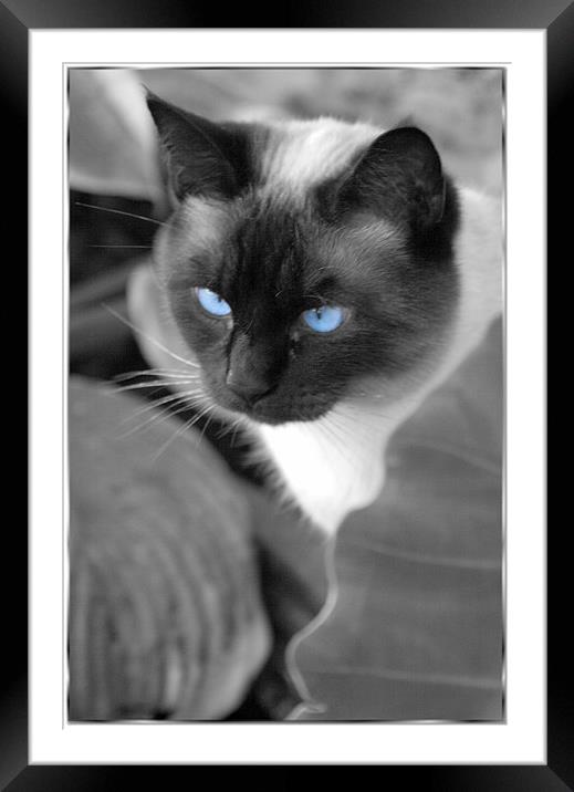 Blue Eyed Beauty Framed Mounted Print by Shara Burrows