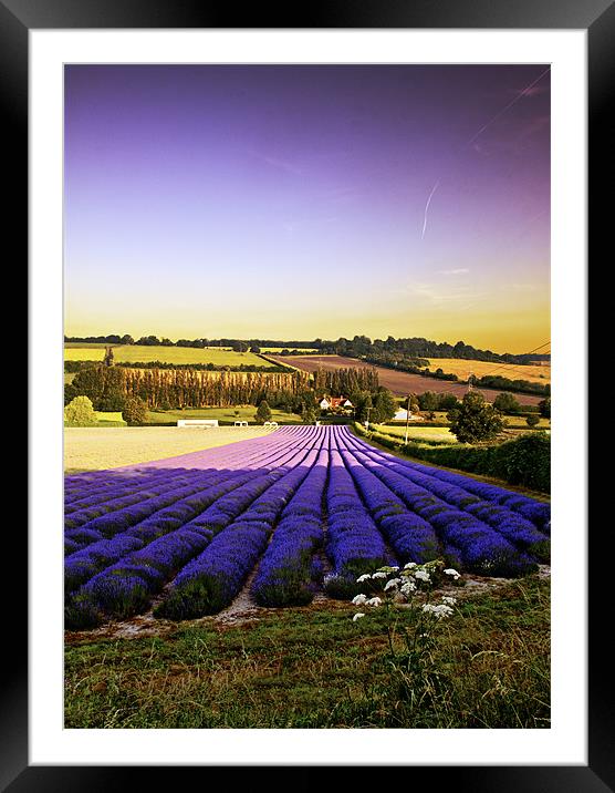 lines f lavender flowers Framed Mounted Print by Dawn Cox