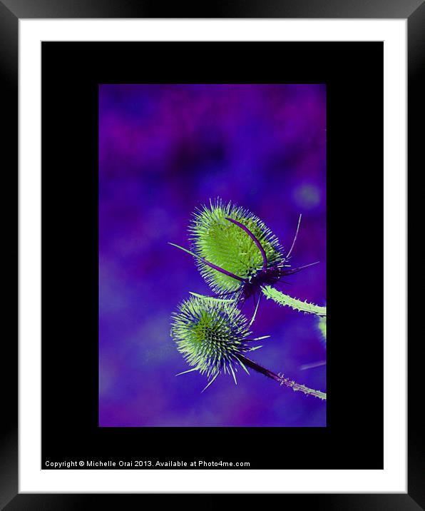 Green and Purple Teasel Framed Mounted Print by Michelle Orai