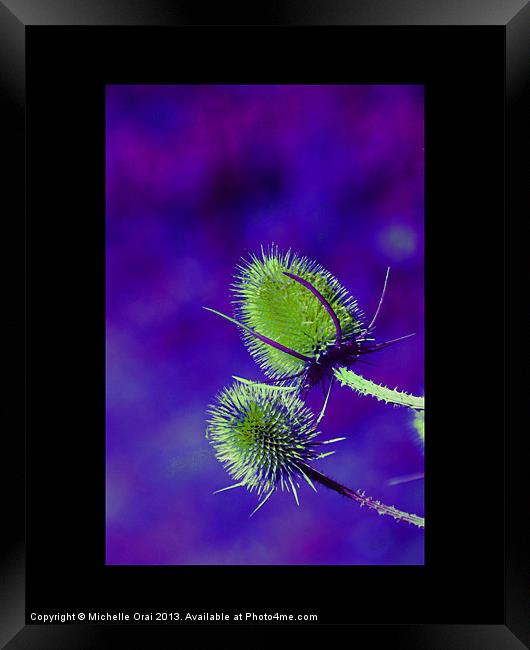 Green and Purple Teasel Framed Print by Michelle Orai