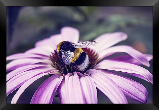 Bees Business Framed Print by Aneta Borecka