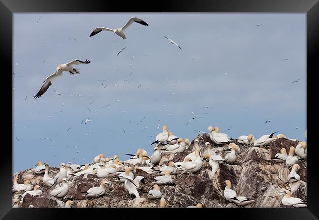 Gannets Framed Print by Gail Johnson