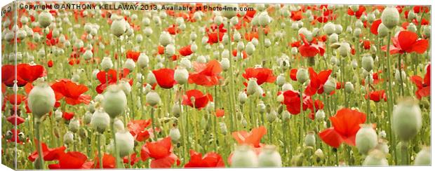 POPPIES AND PODS Canvas Print by Anthony Kellaway