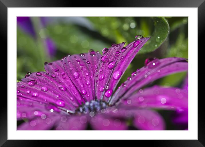 Purple Osteospermum 7 Framed Mounted Print by Steve Purnell