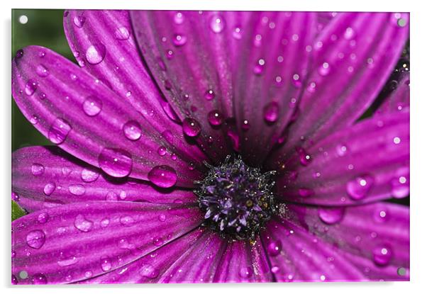 Purple Osteospermum 8 Acrylic by Steve Purnell