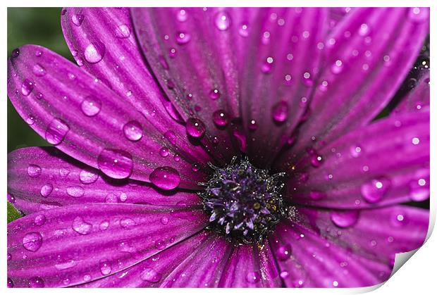 Purple Osteospermum 8 Print by Steve Purnell