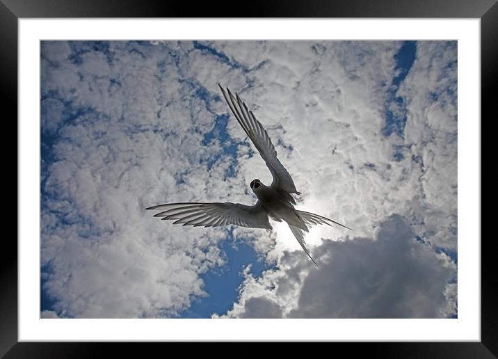 Arctic Terns Framed Mounted Print by Gail Johnson