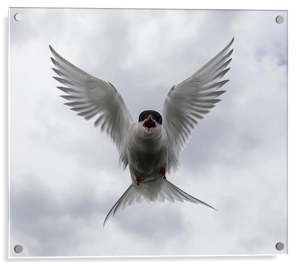 Arctic Terns Acrylic by Gail Johnson