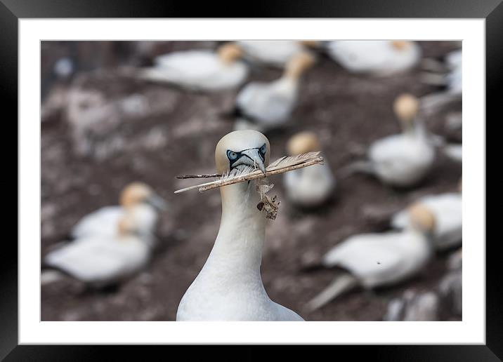 Gannets Framed Mounted Print by Gail Johnson