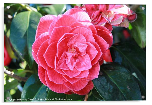 Rosy Rose Acrylic by Hayley Dew