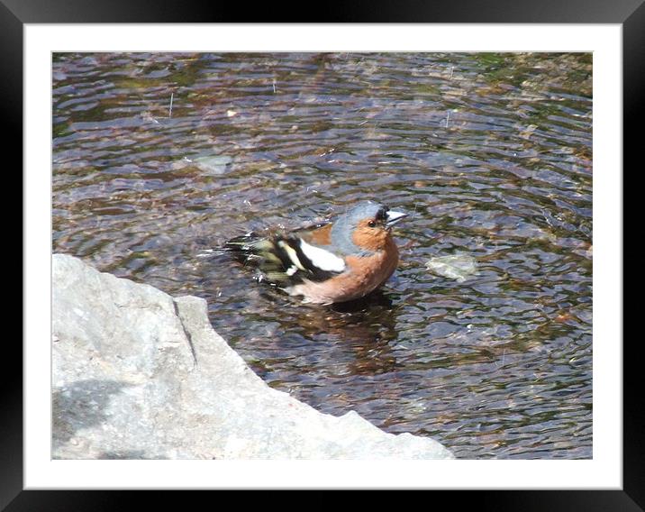 Bird in a Brook Framed Mounted Print by Susan Mundell