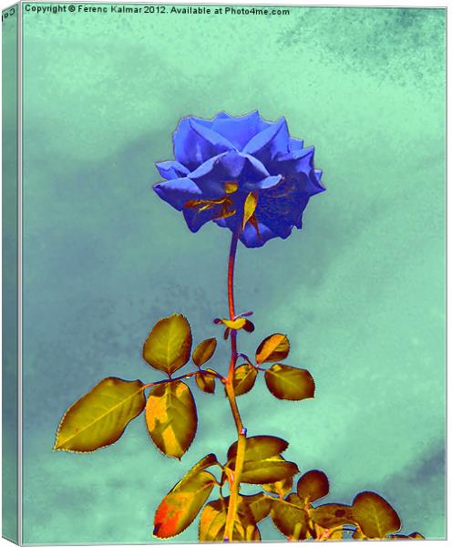 Blue Rose Canvas Print by Ferenc Kalmar