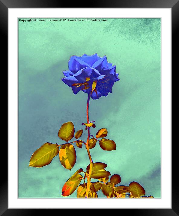 Blue Rose Framed Mounted Print by Ferenc Kalmar