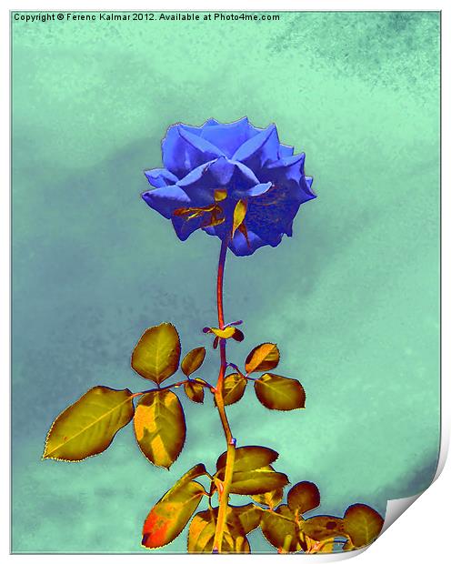 Blue Rose Print by Ferenc Kalmar
