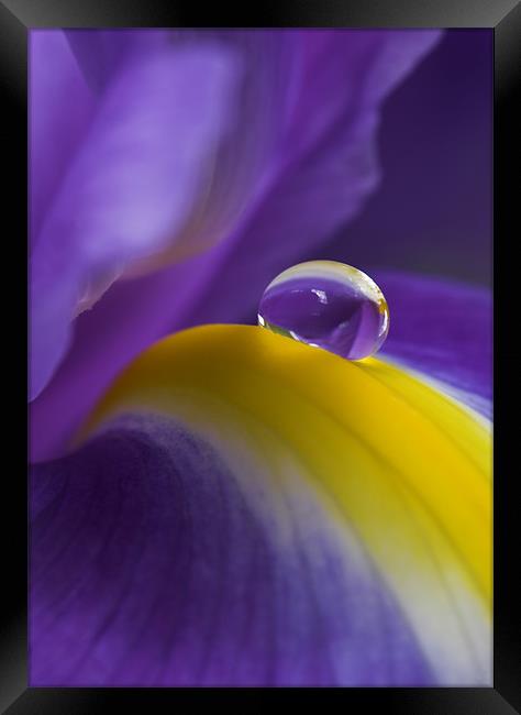 Purple Rain Framed Print by Terry Carter