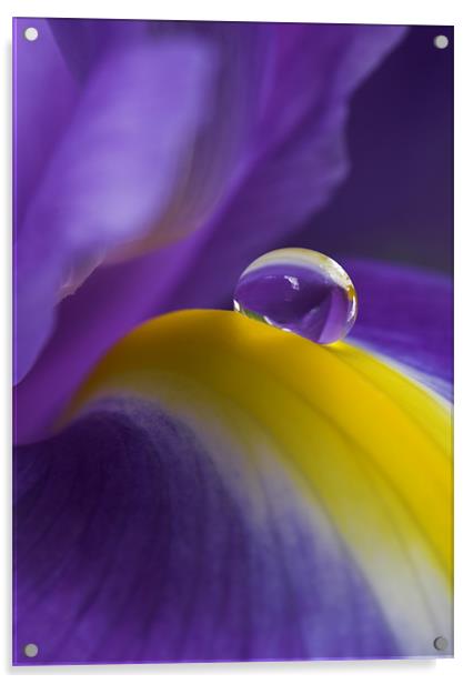Purple Rain Acrylic by Terry Carter
