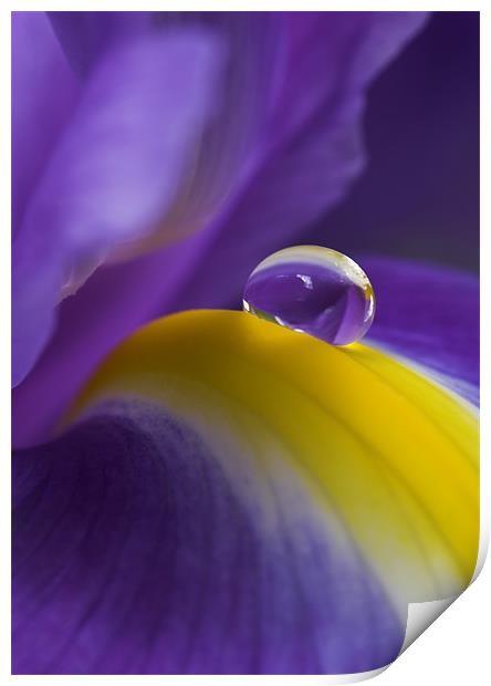 Purple Rain Print by Terry Carter