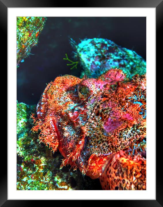 Scorpion Fish Framed Mounted Print by Cigdem Cooper
