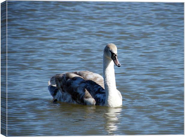 Cygnet Solo Canvas Print by Susan Mundell