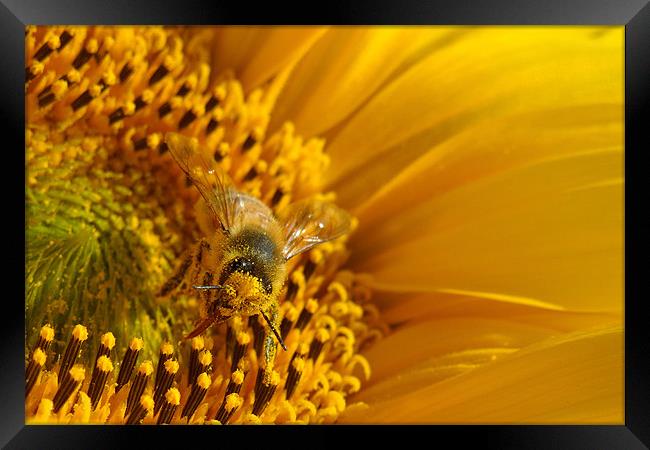 gathering pollen Framed Print by Heather Newton