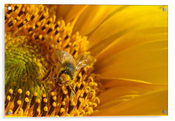 gathering pollen Acrylic by Heather Newton