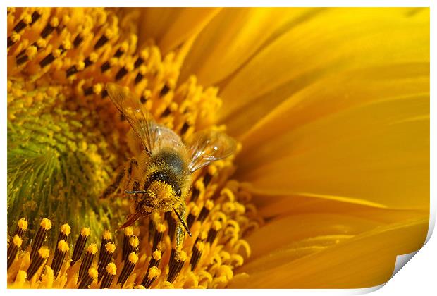 gathering pollen Print by Heather Newton