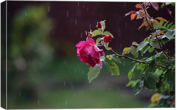 rose in rain Canvas Print by david harding