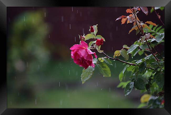 rose in rain Framed Print by david harding