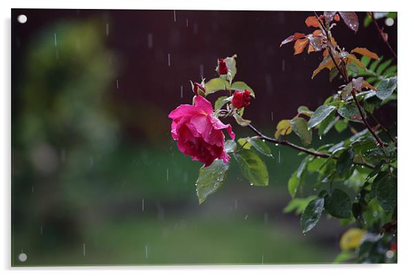rose in rain Acrylic by david harding