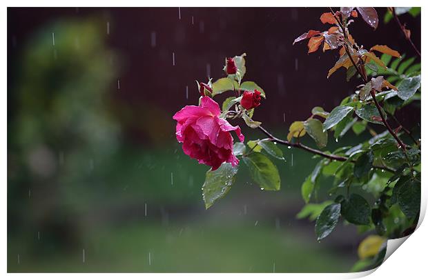rose in rain Print by david harding
