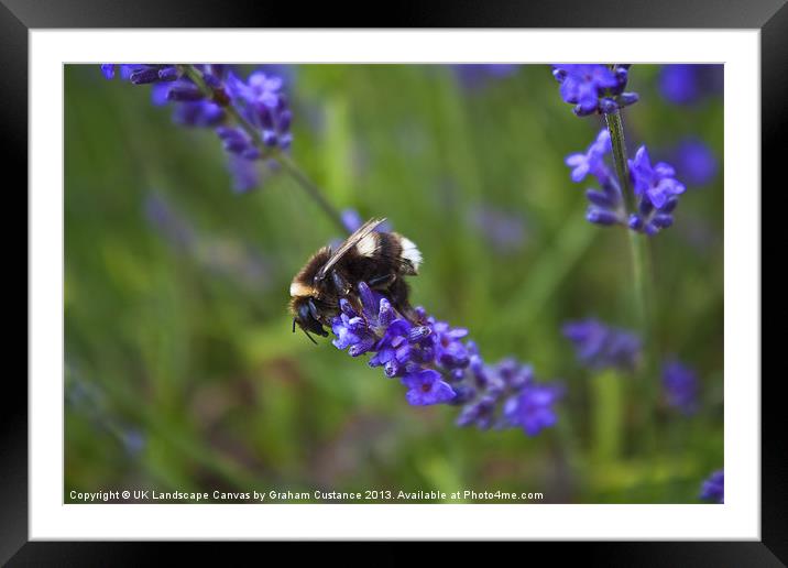 Bee on lavender Framed Mounted Print by Graham Custance
